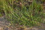 Hairy crabgrass